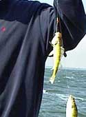 Perch fishing