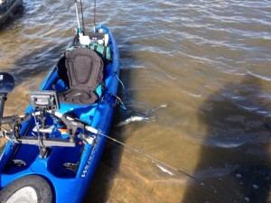 Walleye and Kayaks on Saginaw River