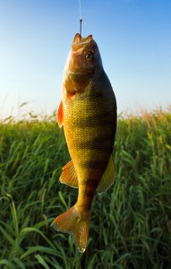 Real Nice Perch