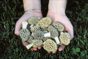 hands holding morel mushrooms