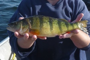 Close-up of a yellow perch