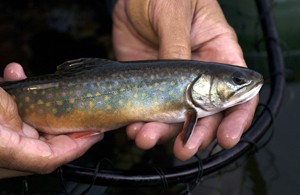 Close-up of brook trout in angler's hands