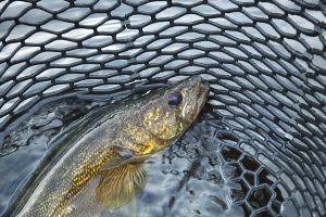A close up shot of a nice walleye in a fishing net
