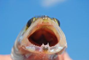 Open mouth of walleye closeup