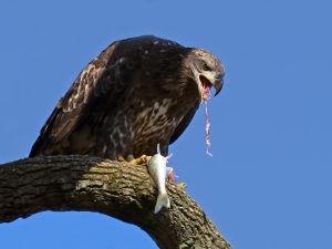 Juvenile Bald Eagle Eating Fish