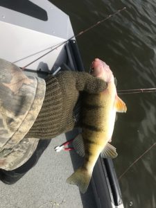 Good old days are back - Saginaw River Perch