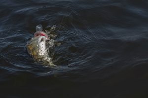 Walleye splashing in water