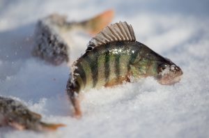 Perch caught on a bait with ice in winter .